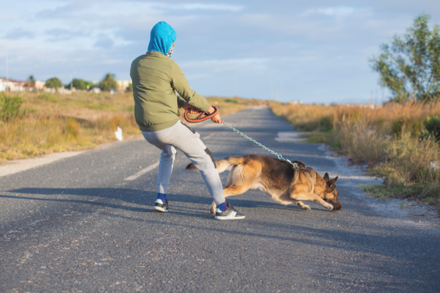 Ist Ihr Hund wirklich stur? Deshalb gehorcht er Ihnen wirklich nicht Aufmacher